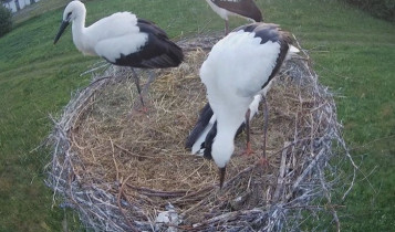 Slika pregleda web-kamere storks Wegleszyn